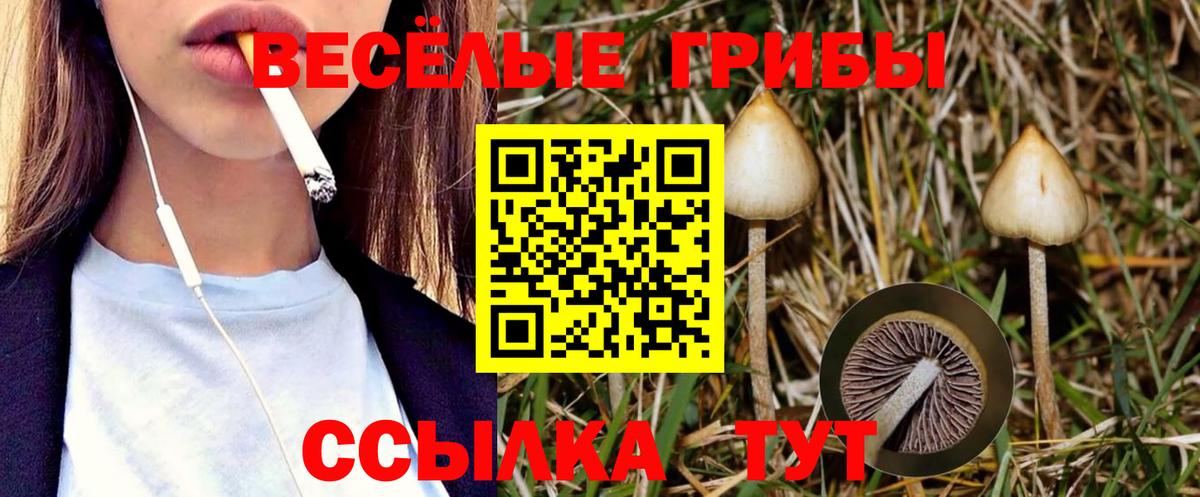 Псилоцибиновые грибы Psilocybine cubensis Петровск